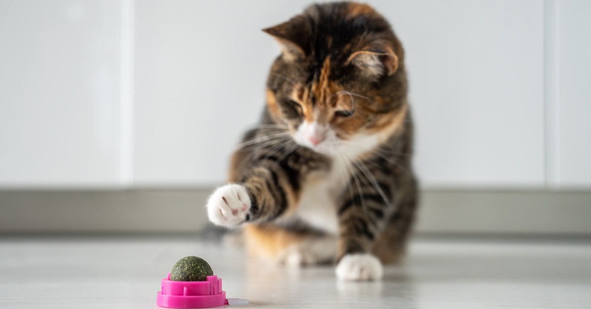 How to Grow Your Own Catnip and Make Catnip Toys
